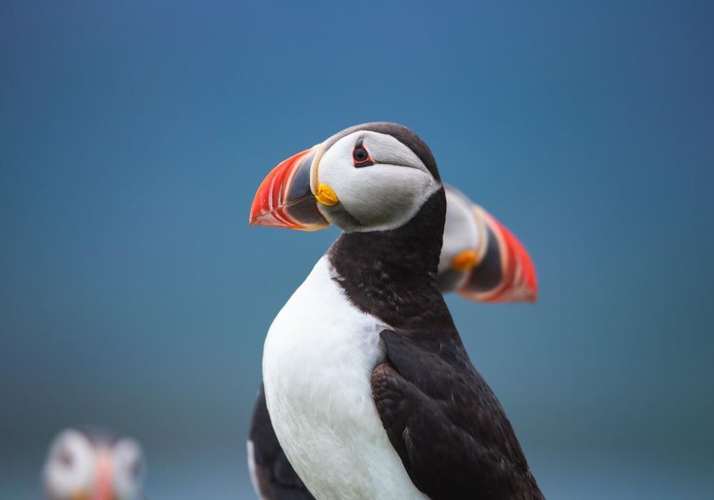 Puffins iceland zero car rental.