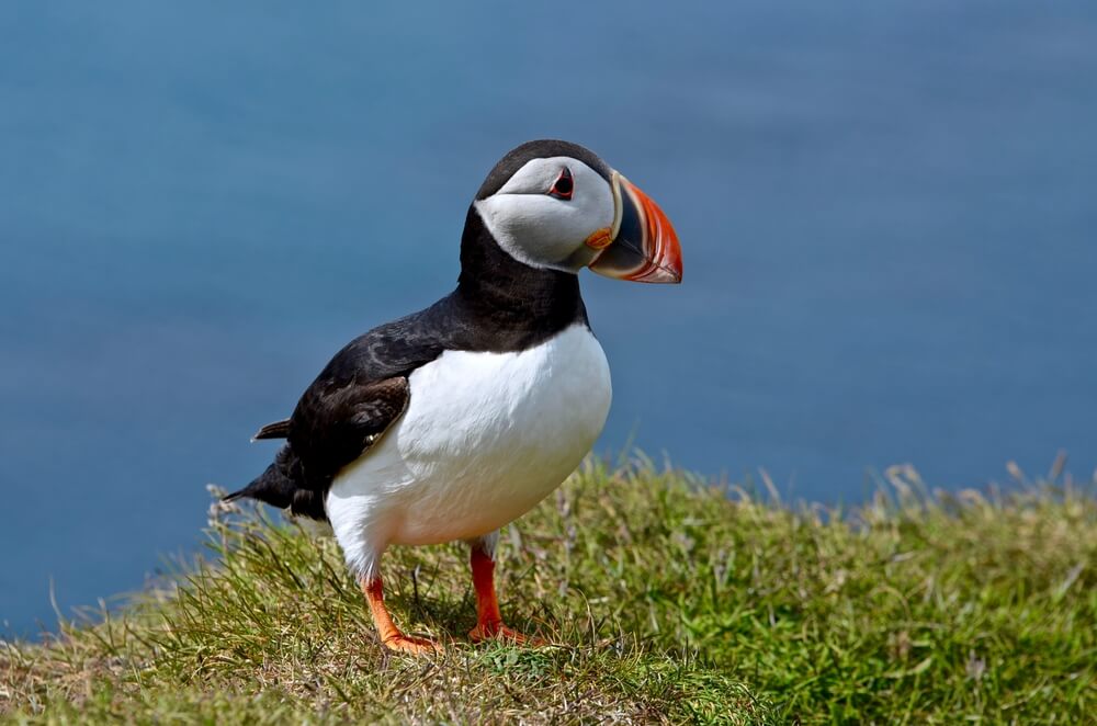 Puffin standing at Látrabjarg cliff at Westfjords in Iceland.