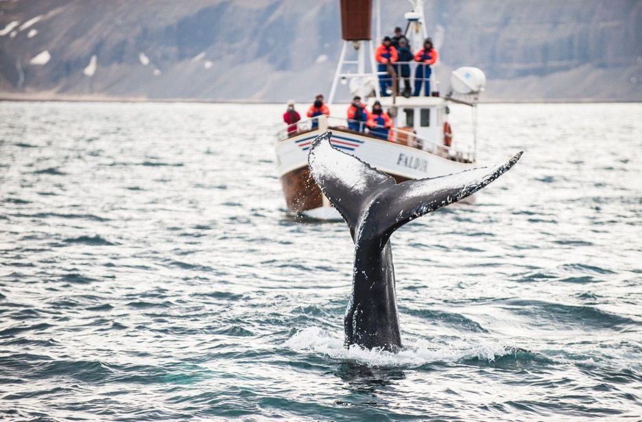 WORLD'S BEST WHALE WATCHING IN ICELAND