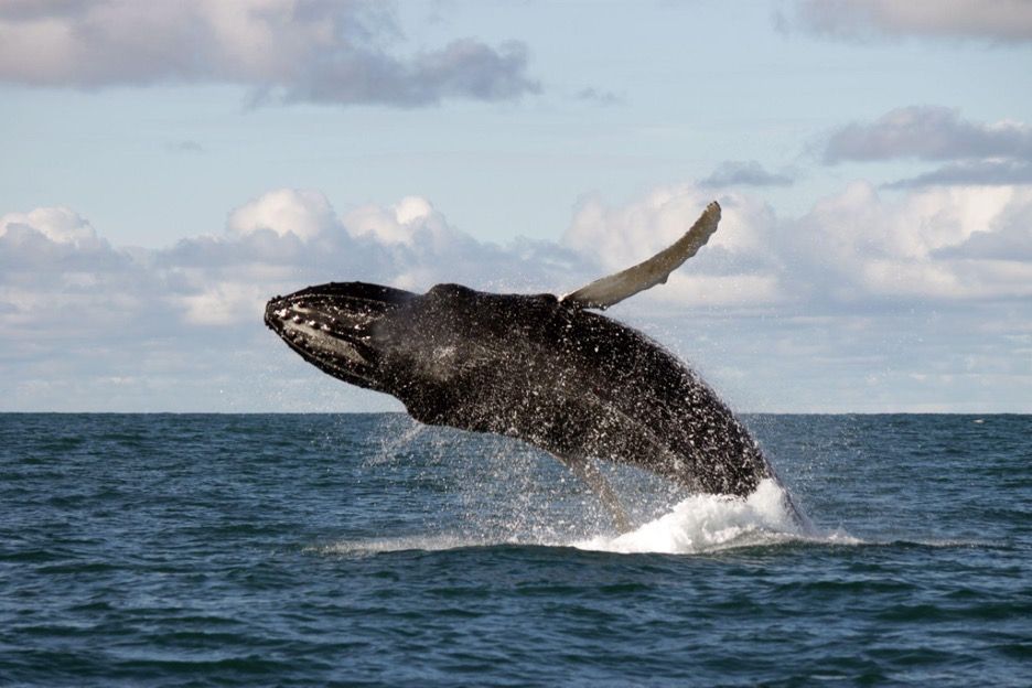 BEST WHALE WATCHING IN ICELAND